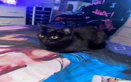 Domestic Shorthair cats for sale: Black Cat and A Torte Siamese RagDoll cat Female  - Advert 2