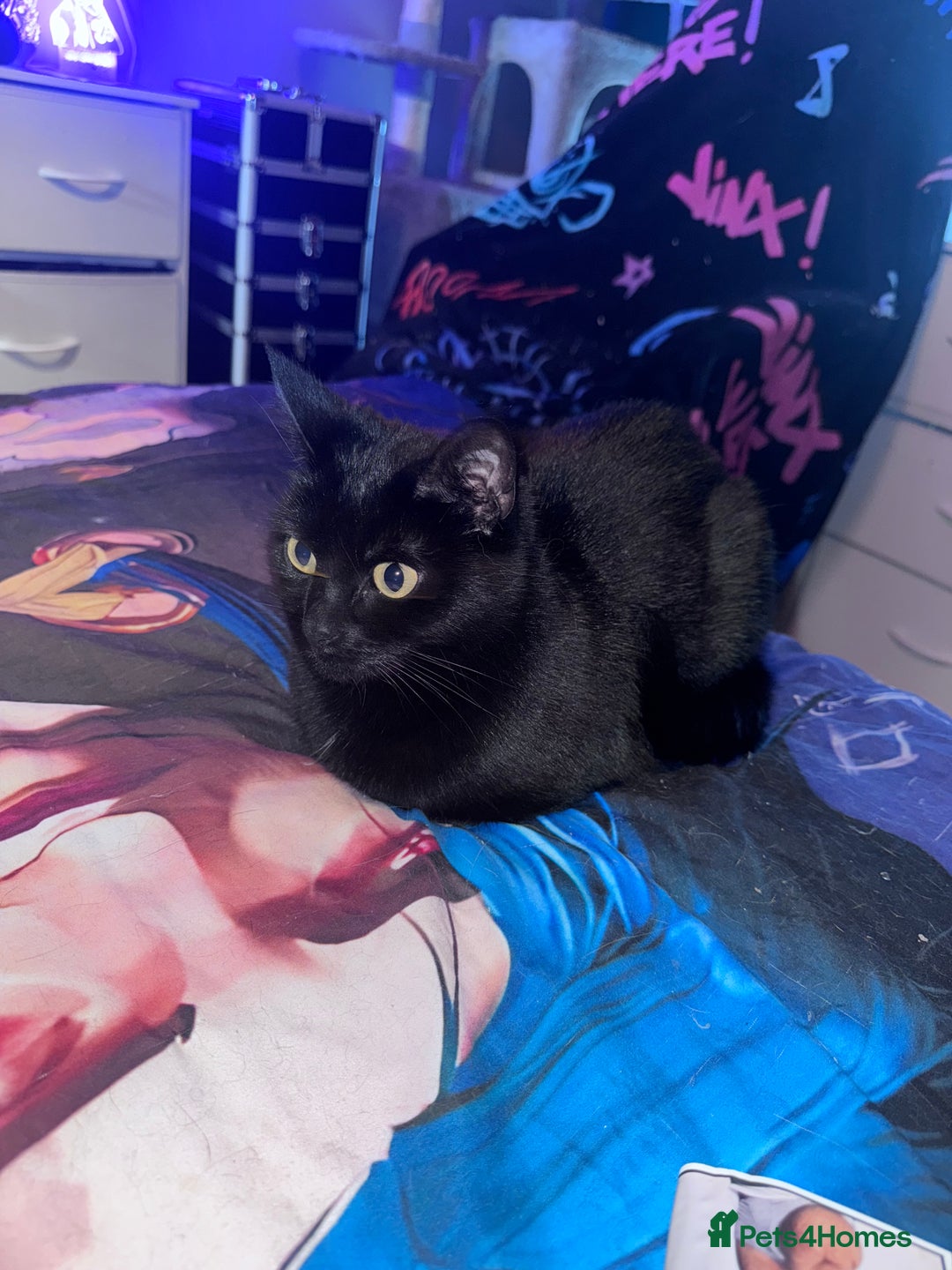 Domestic Shorthair cats for sale: Black Cat and A Torte Siamese RagDoll cat Female  - Advert 2