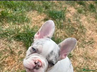 French Bulldog dogs Fully vaccinated DWKC French bulldog puppies - Advert 8