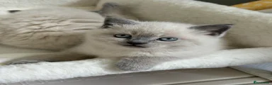 British Shorthair Kitten 3