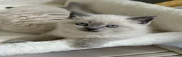 British Shorthair cats for sale: British shorthair Scottish fold kittens  - Advert 6