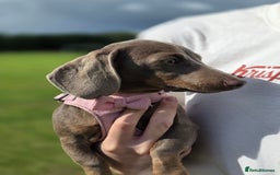 Miniature Dachshund dogs for sale: Hi meet Poppy she's a very petite Dachshund puppy in Warrington - Image 2
