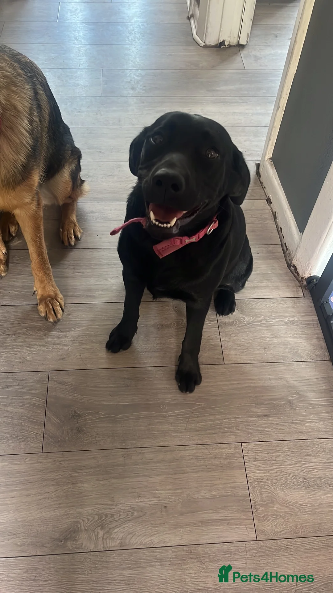 Labrador Retriever dogs for sale: Roxy 9 month old Labrador - Advert 4
