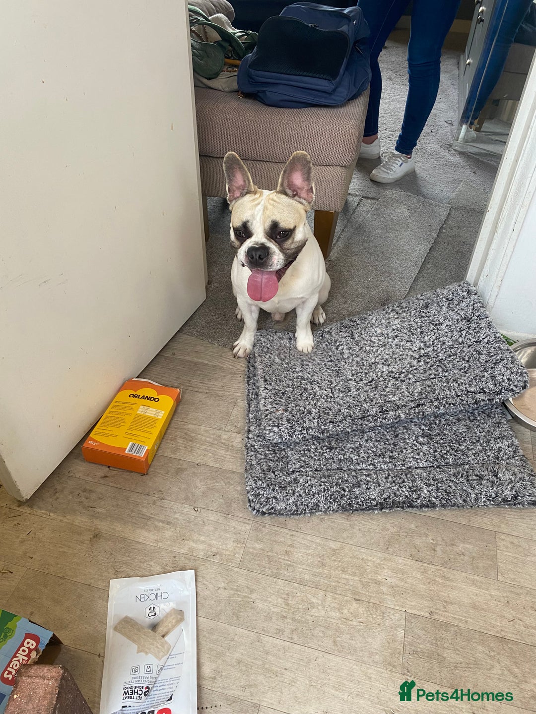 French Bulldog dogs for sale: Rehoming one year old French bulldog - Image 4