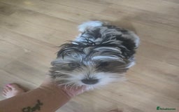 Yorkshire Terrier dogs for sale: Cute boy 🐾 ready 🐾  in London - Image 23