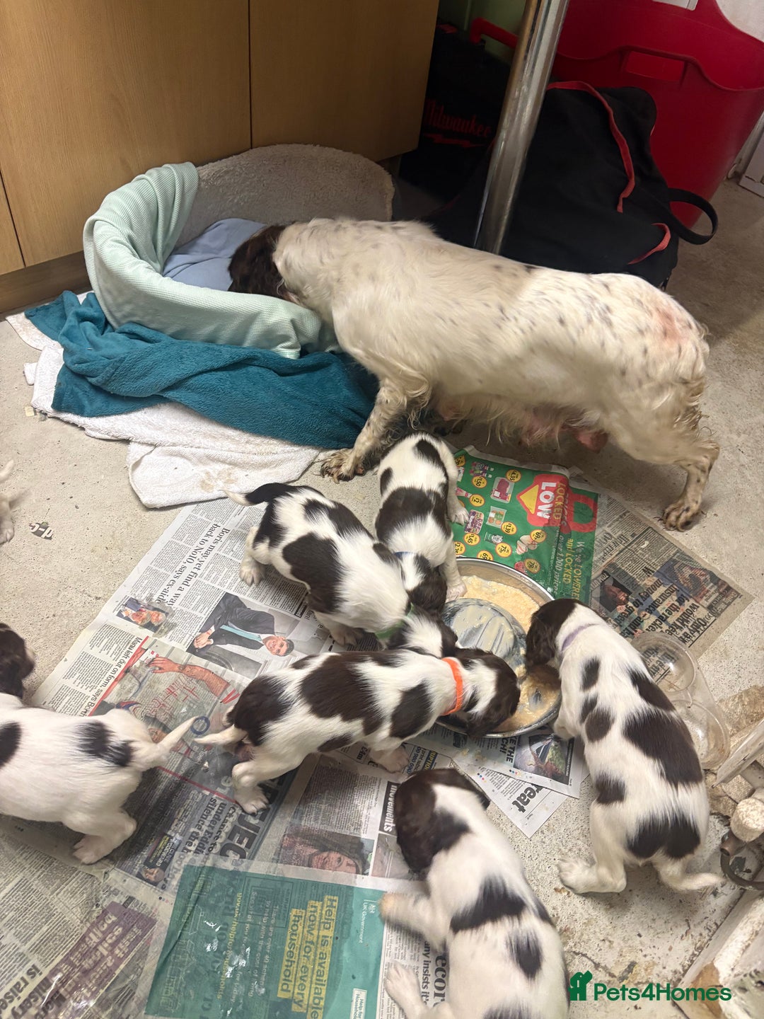 English Springer Spaniel dogs for sale: Springer spaniel puppies  - Advert 19