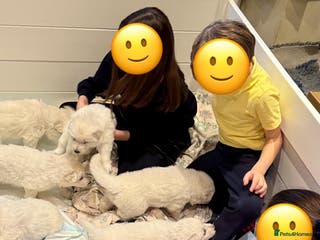 White Swiss Shepherd dogs Beautiful white Swiss shepherd - Advert 2