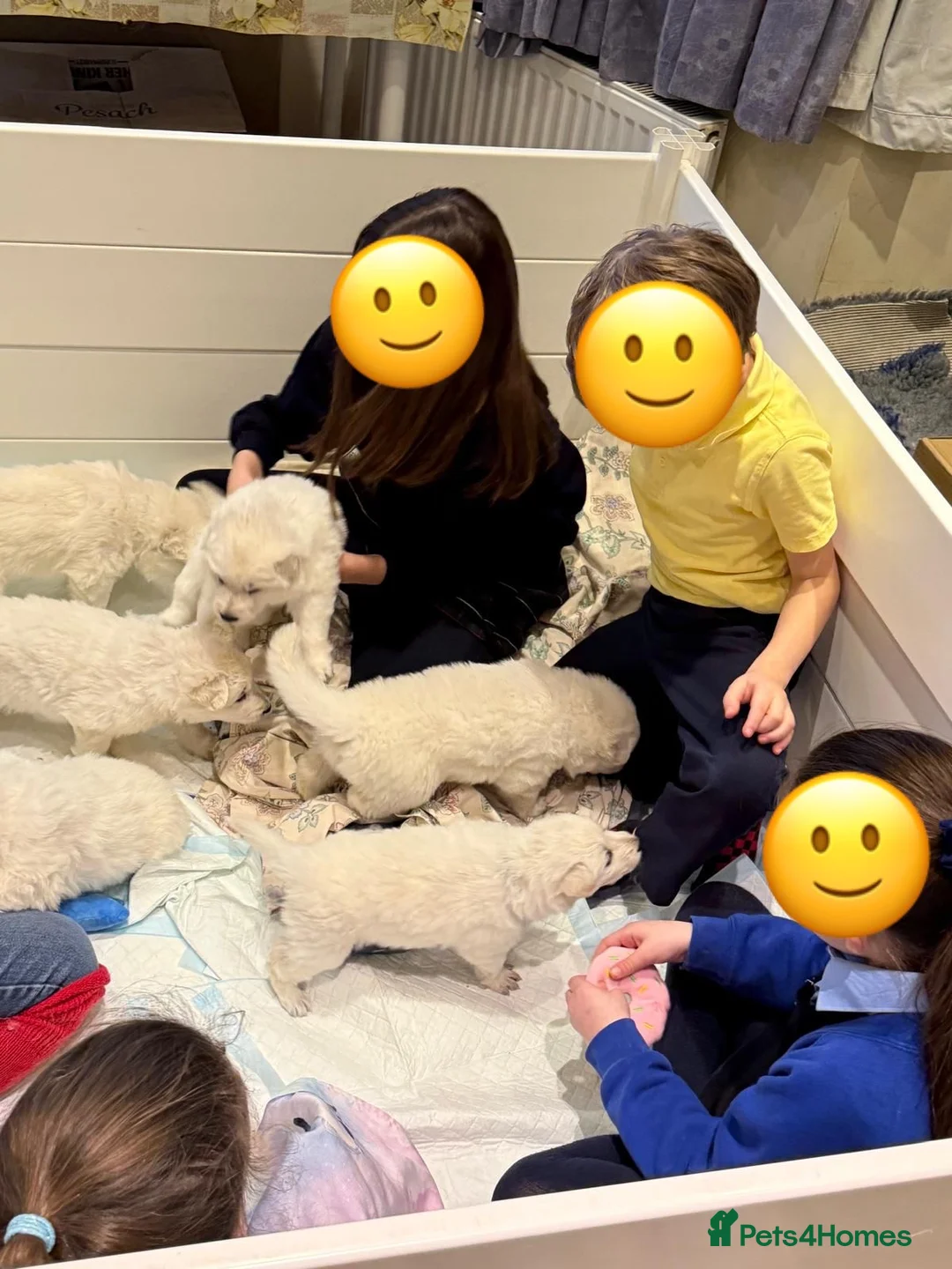 White Swiss Shepherd dogs for sale: Beautiful white Swiss shepherd  - Advert 2