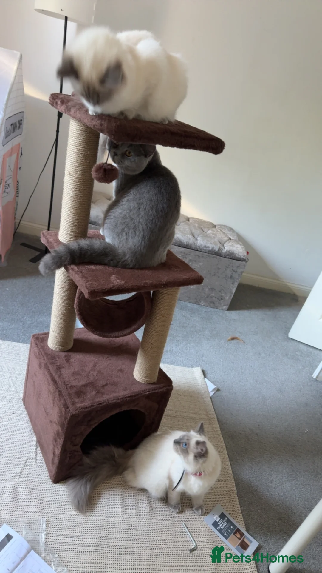 British Shorthair cats for sale: 🐾 GCCF Registered Blue British Shorthair Stud - Advert 2