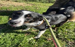 Mixed Breed dogs for adoption: Meet Monica, currently residing in Cheshire  - Image 2