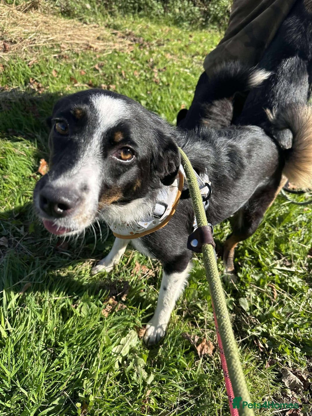Mixed Breed dogs for adoption: Meet Monica, currently residing in Cheshire  - Image 2