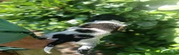 Mixed Breed dogs for sale: Rare English Springer X Brittany Spaniels  - Advert 9