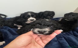 Cockapoo dogs for sale: Beautiful Cockapoo puppies!  - Image 10