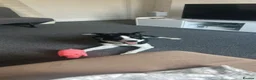 Border Collie dogs for sale: 3 y/o female border collie - Advert 5