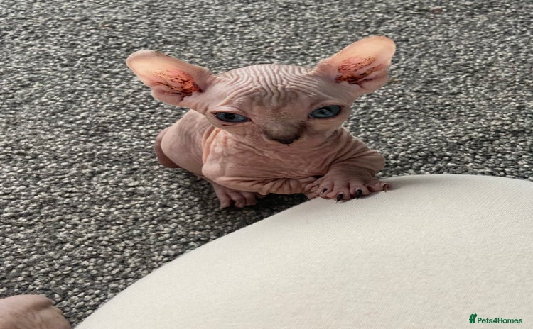 Sphynx cats - Advert 5