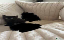 Bombay cats for sale: 1 Black Male kitten - Image 2
