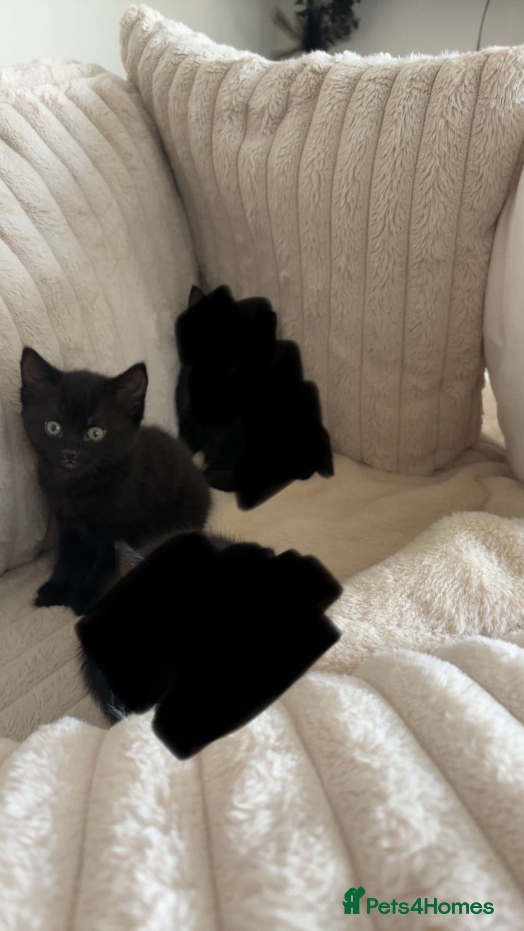 Bombay cats for sale: 1 Black Male kitten - Image 2