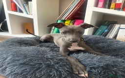 Italian Greyhound dogs for sale: Italian Greyhound Puppy, Fully Vaccinated, Trained - Image 7
