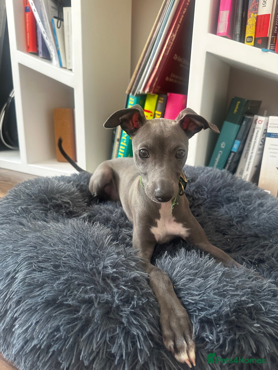 Italian Greyhound dogs for sale: Italian Greyhound Puppy, Fully Vaccinated, Trained - Image 7