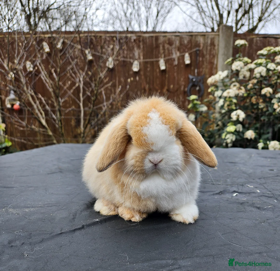 Mini Lop rabbits for sale: Baby mini lop boy  - Advert 1