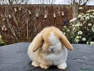 Mini Lop rabbits Baby mini lop boy - Advert 1