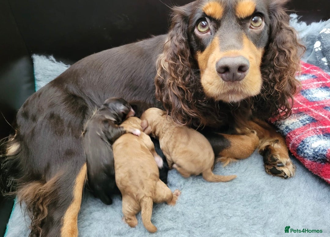 Toy Poodle dogs for stud: GRANDSON OF RICO! Health tested KC Toy Poodle Stud in Middlesbrough - Advert 11