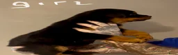 Rottweiler dogs for sale: ROTTWIELER PUPPUES - Advert 3