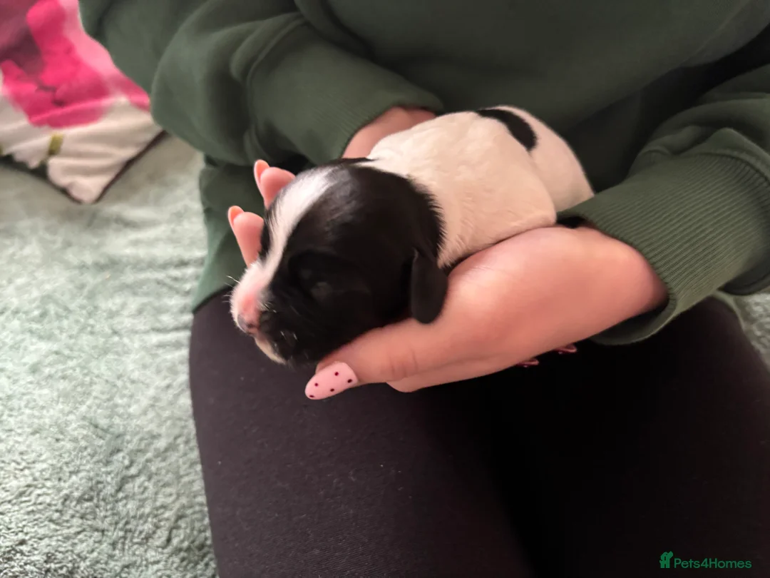 Cocker Spaniel dogs for sale: Working cocker spaniel puppies (White & Black) in Cardiff - Advert 14