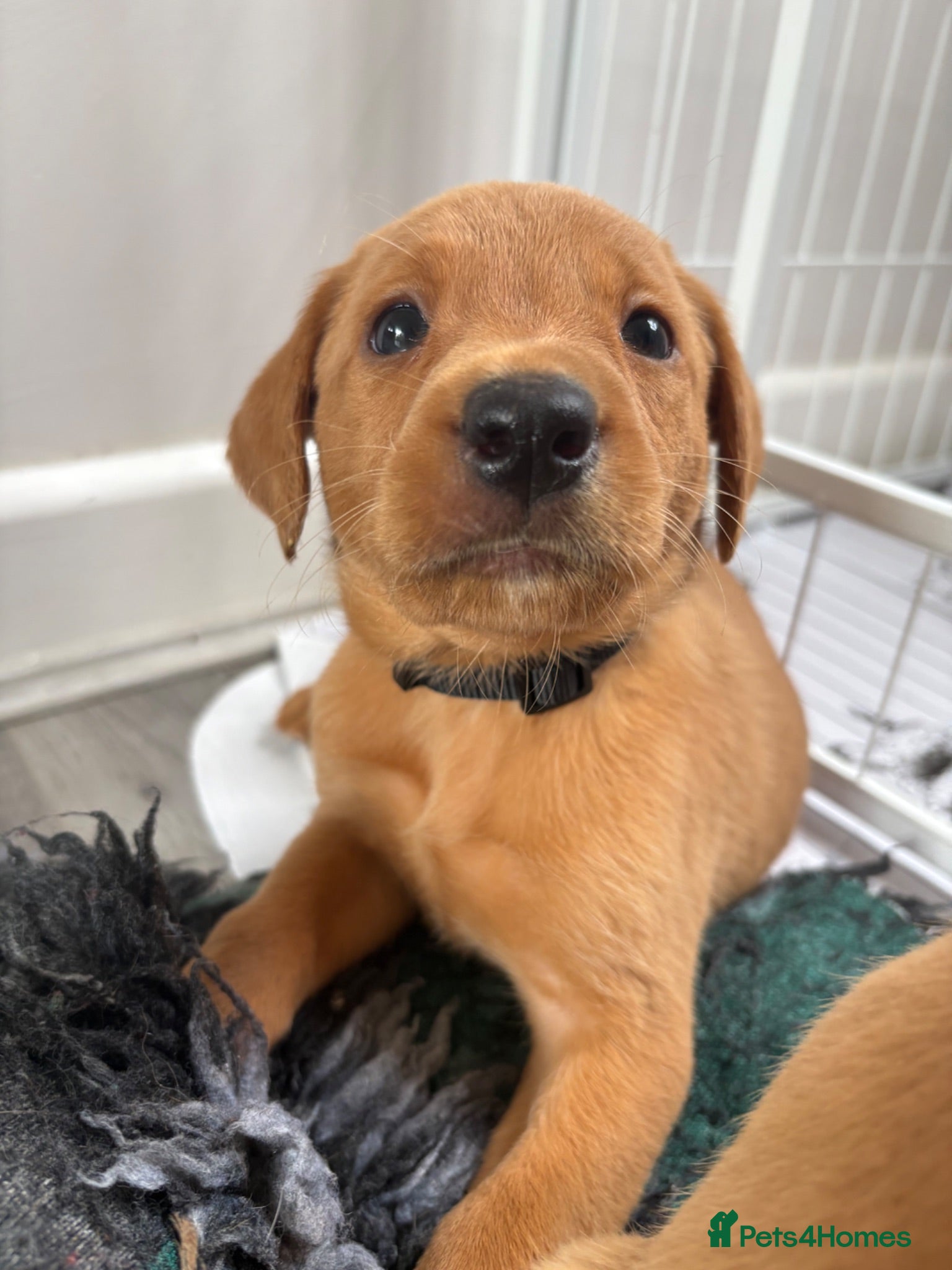Labrador Retriever dogs Exceptional pedigree fox red Labrador retrievers - Advert 2