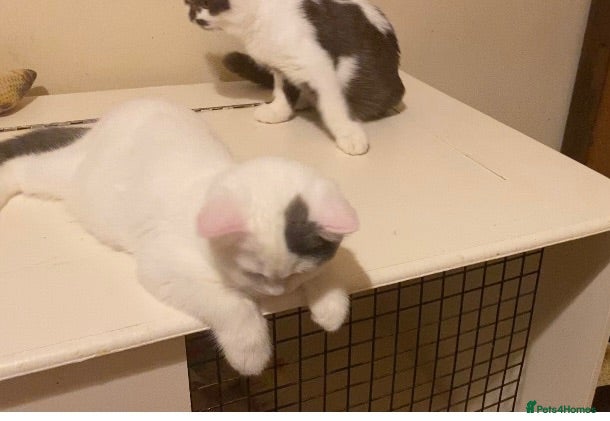 British Shorthair cats GCCF BSH Kittens Direct Grand Champion Lines  - Advert 2