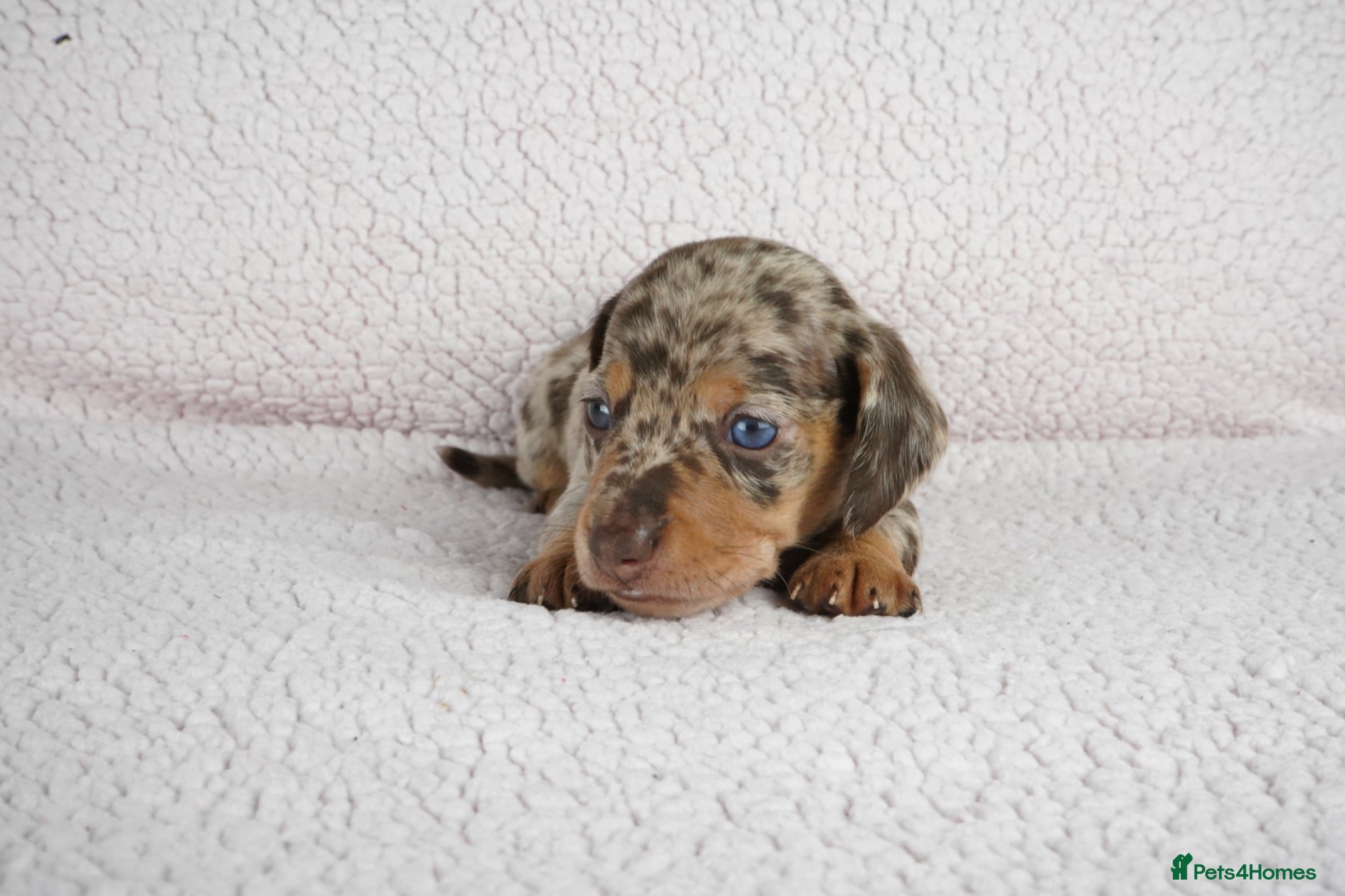 Miniature Dachshund dogs KC Registered Miniature Dachshund Puppies - Advert 1