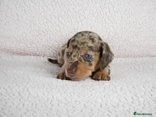 Miniature Dachshund dogs KC Registered Miniature Dachshund Puppies - Advert 1