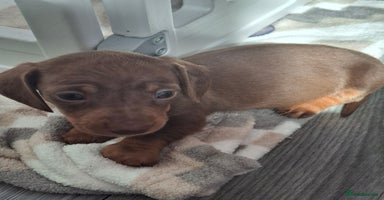 Miniature Dachshund dogs - Advert 4
