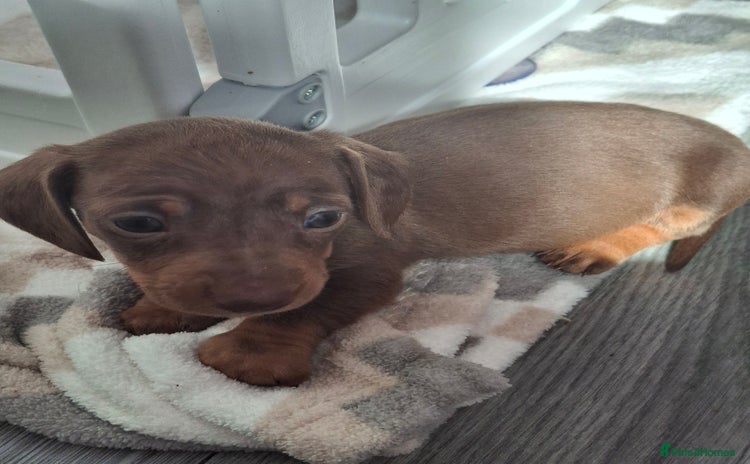 Miniature Dachshund dogs - Advert 10