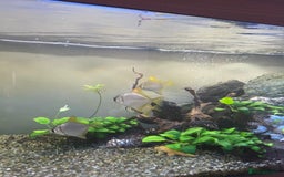 Angelfish fish for sale: Mono Angelfish  - Image 3