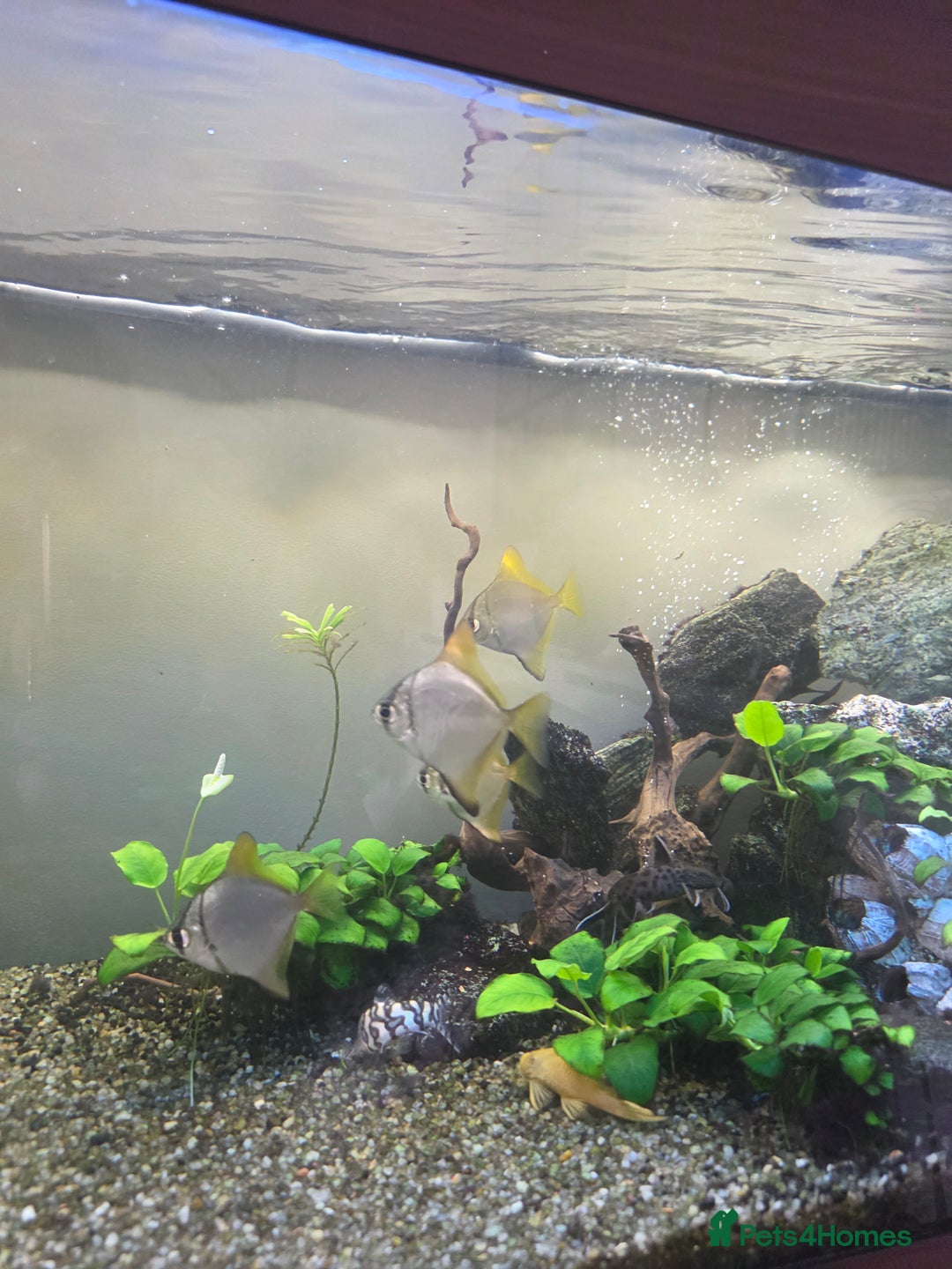 Angelfish fish for sale: Mono Angelfish  - Image 3