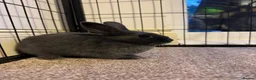 Netherland Dwarf rabbits for sale: 3 Netherland Dwarf babies.  in Droitwich - Advert 2