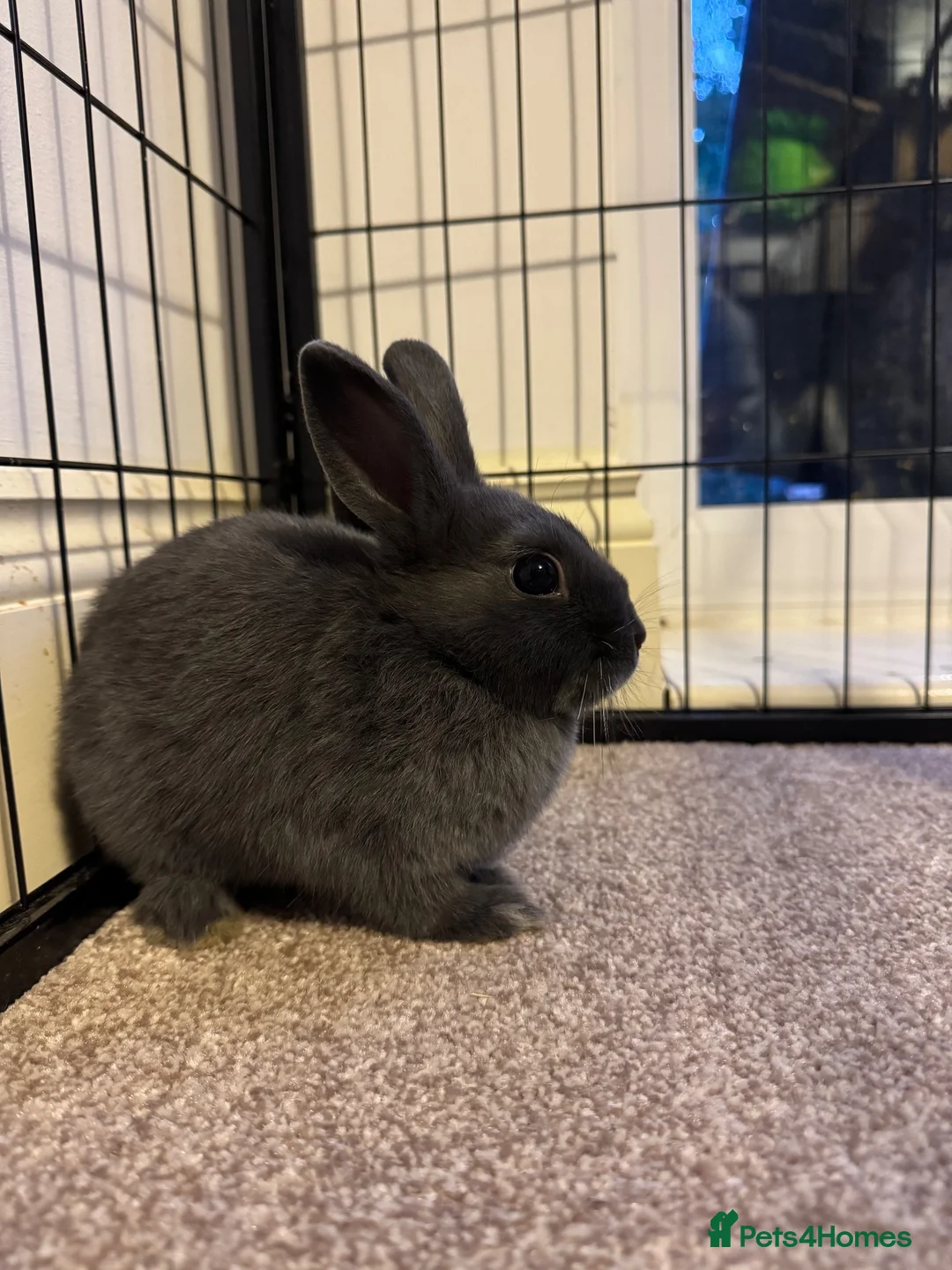 Netherland Dwarf rabbits for sale: 3 Netherland Dwarf babies.  in Droitwich - Advert 2