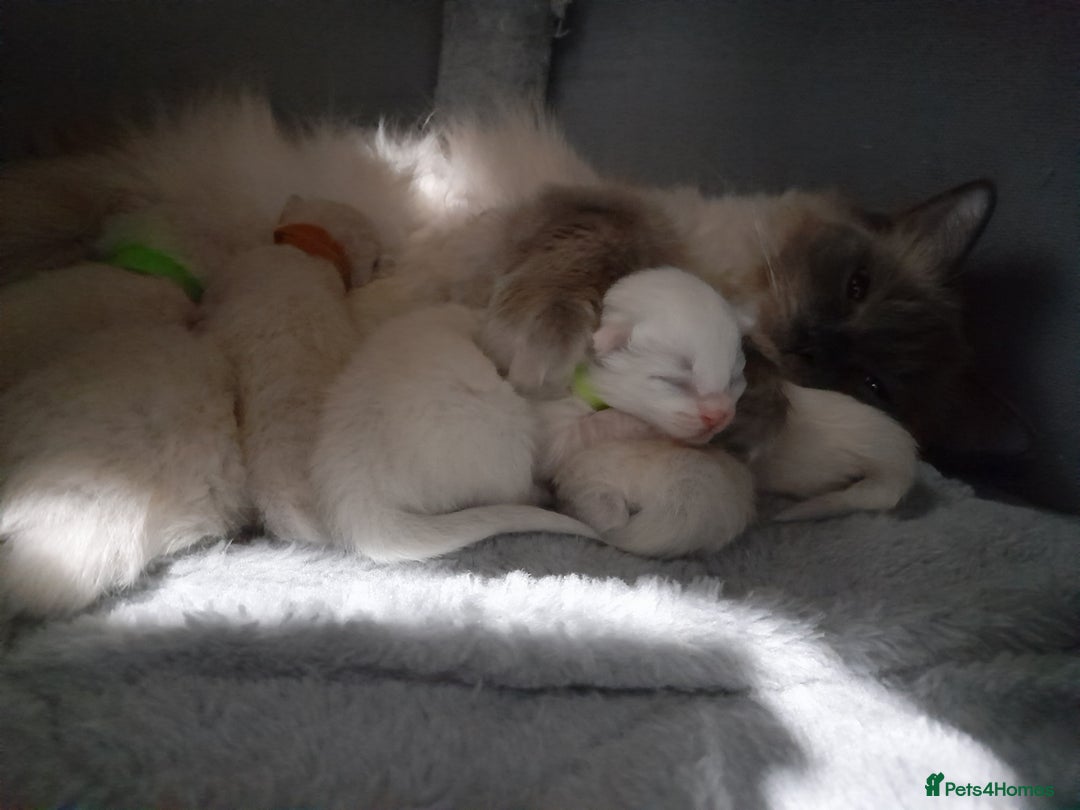 Ragdoll cats for sale: Stunning ragdolls - Advert 6