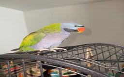Parrots birds for sale: Derbyan parrot  - Image 1
