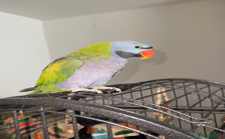 Parrots birds - Advert 1