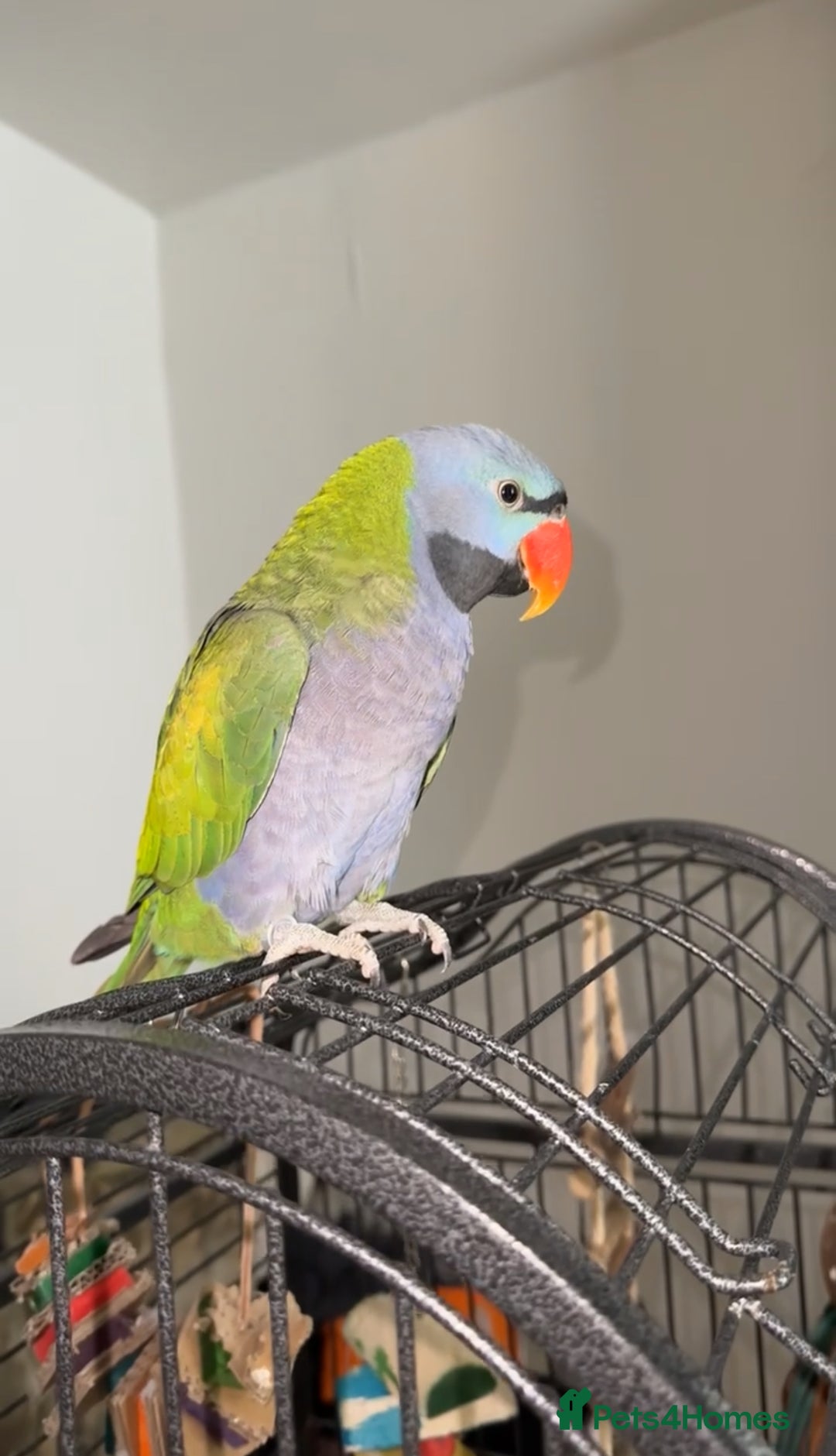 Parrots birds for sale: Derbyan parrot  - Image 1