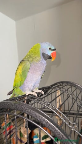Parrots birds - Advert 6