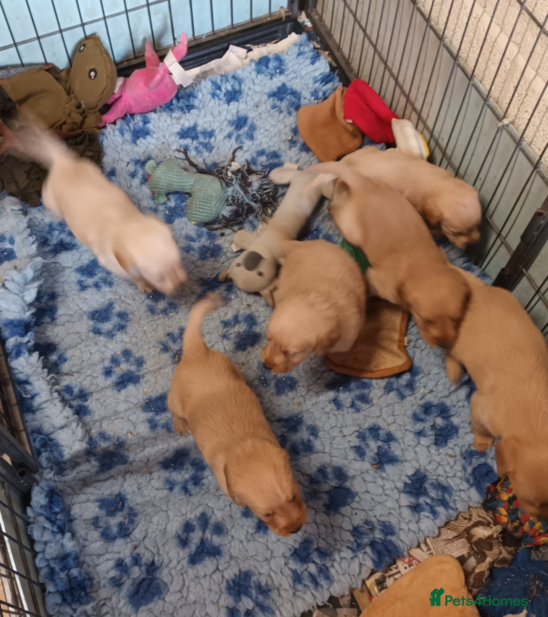Labradoodle dogs GOLDEN MINIATURE LABRADOODLE  5* LICENCED BREEDER. - Advert 12