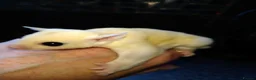 Sugar Glider rodents for sale: Stunning sugar gliders  - Advert 5