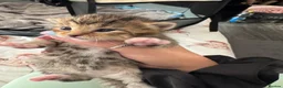 Bengal cats for sale: Mixed breed bengal kittens - Advert 6