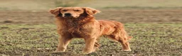 Golden Retriever dogs for stud: KC Working Golden Retriever 0/0 hips, clear DNA  in Halstead - Advert 7