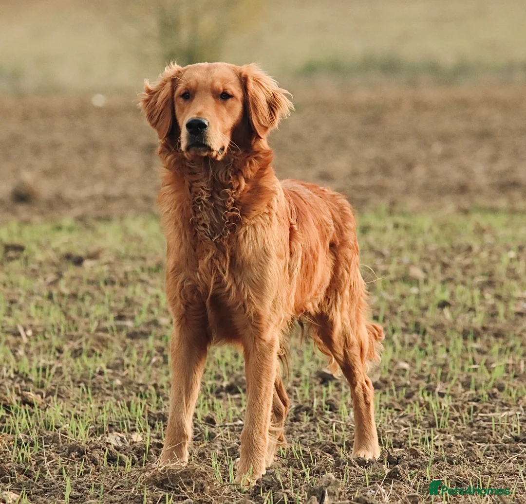 Golden Retriever dogs for stud: KC Working Golden Retriever 0/0 hips, clear DNA  in Halstead - Advert 7