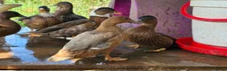 Ducks poultry for sale: Male call ducks  - Advert 3