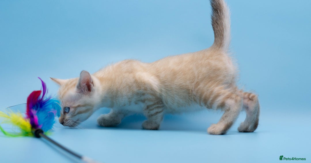Bengal cats for sale: ✨Stunning Snow Lynx Bengal Boy – TICA Registered🐾 - Image 6